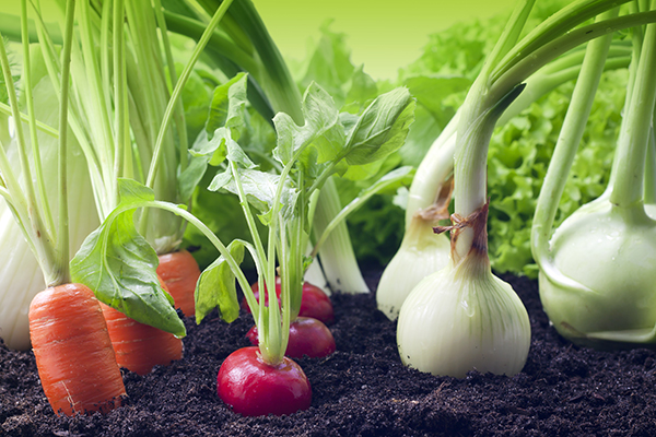 Vegetables growing in organic soil