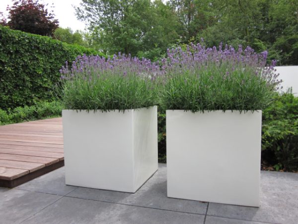 Square Fibreglass container planted with purple flowers