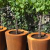 Small trees planted in round Corten Steel containers