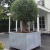 Sturdy steel container for planting a large tree
