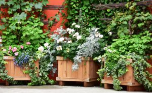 wooden planter boxes for growing plants