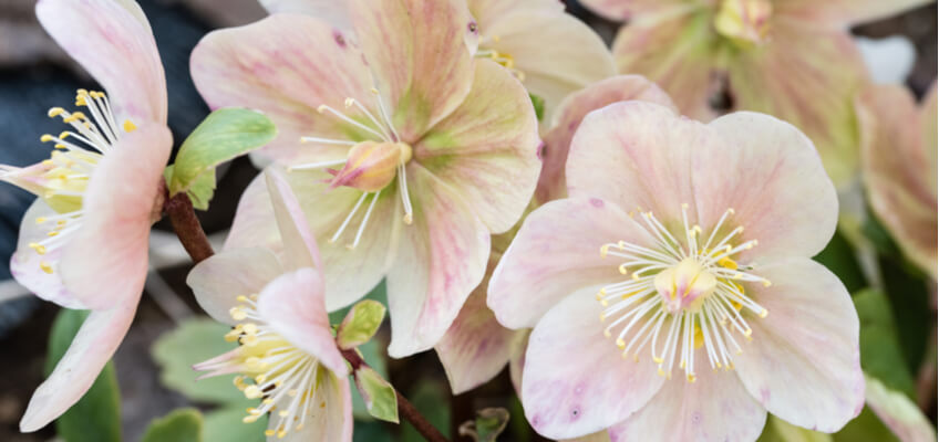 11 Winter Flowers to Plant in Your Garden