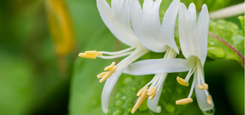 Winter Honeysuckle