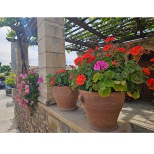 Terracotta Plant Pots