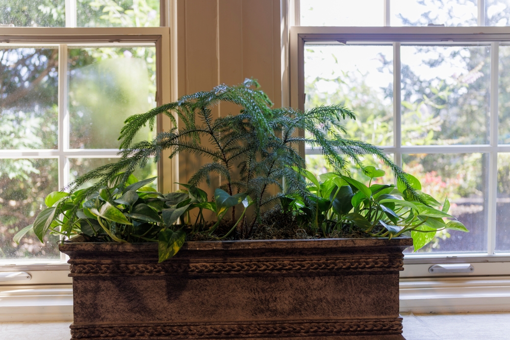 Indoor Planter