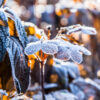 Frost in a garden in winter