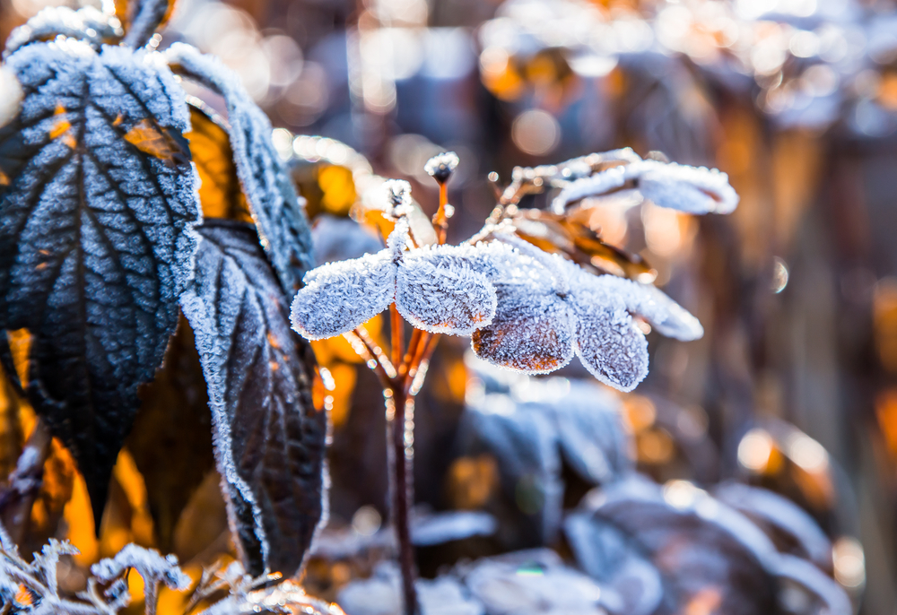 Frost in a garden in winter